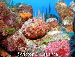 scorpion fish at mermaid point dive site at parguera wall... by Victor J. Lasanta 